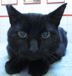 Rupert,zwarte kater, ooit gevonden,heeft kale plekken op zijn rug en wordt homeopathisch behandeld.